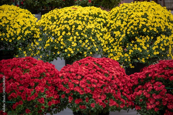 Fototapeta 密集して咲く黄色と赤の小菊