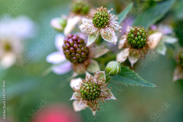 Fototapeta Natural food. Blackberries in the garden on a branch with green leaves on the farm. Close-up, blurred background. Flowers and unripe blackberries