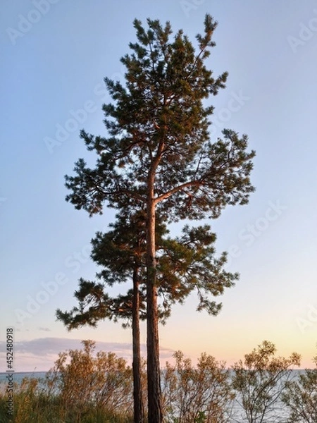 Fototapeta Tall  beautiful tree on the bank of a cliff