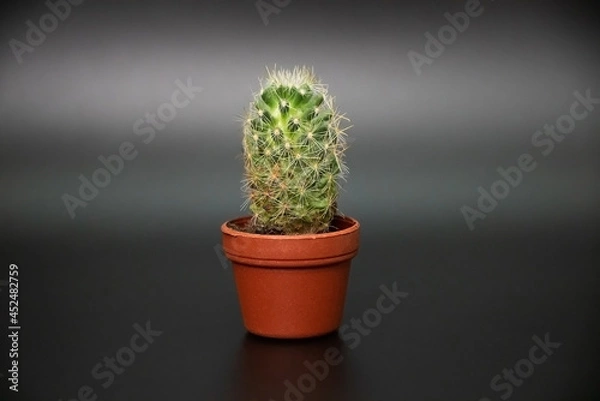 Obraz 小さいサボテン