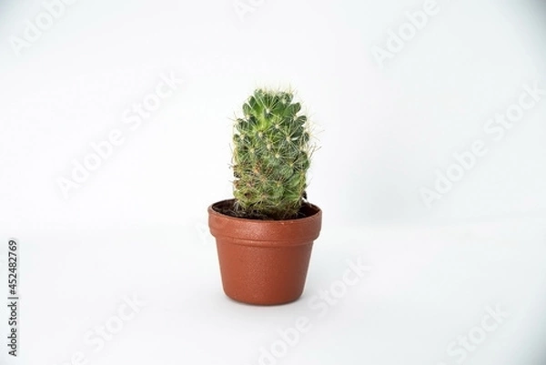 Fototapeta 小さいサボテン