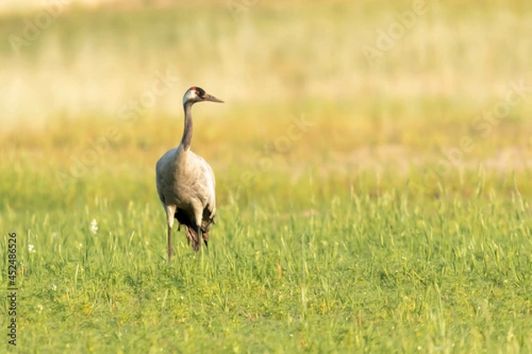 Obraz Zuraw szary Grus grus
