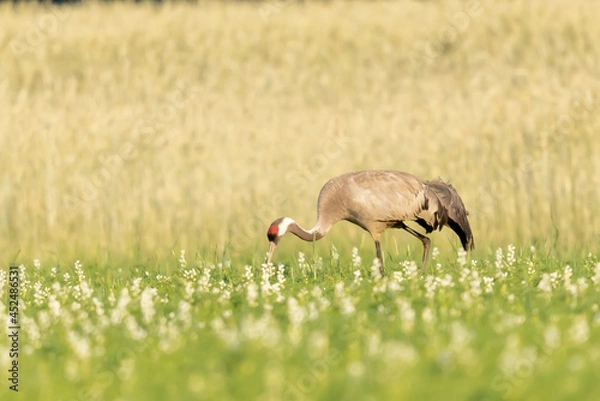 Obraz Zuraw szary Grus grus