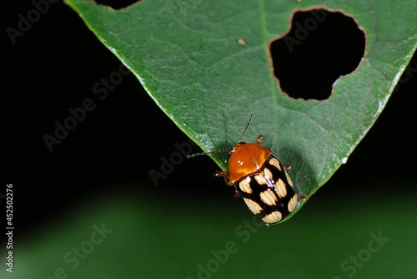 Obraz ladybug on leaf