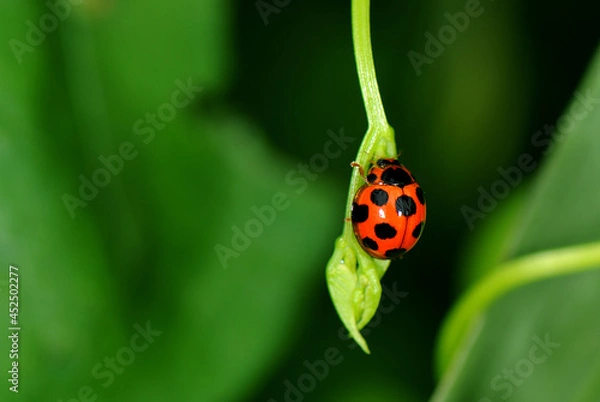 Obraz ladybird on a leaf