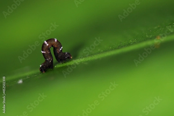Obraz Caterpillar on a leaf