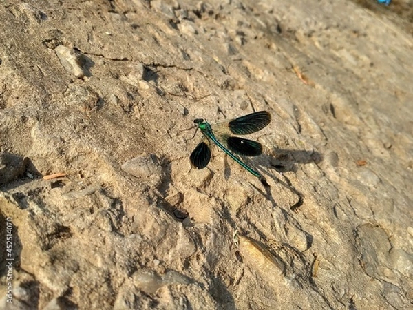 Obraz ant on the beach