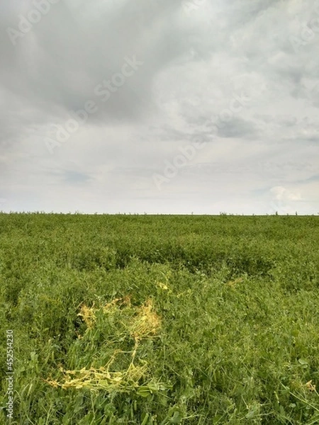 Obraz field and blue sky
