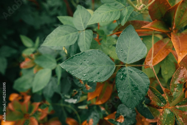 Obraz autumn leaves in the forest with raindrops