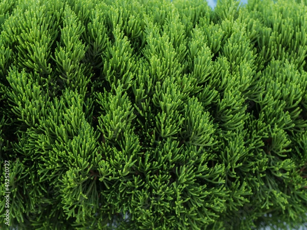 Obraz green fern background