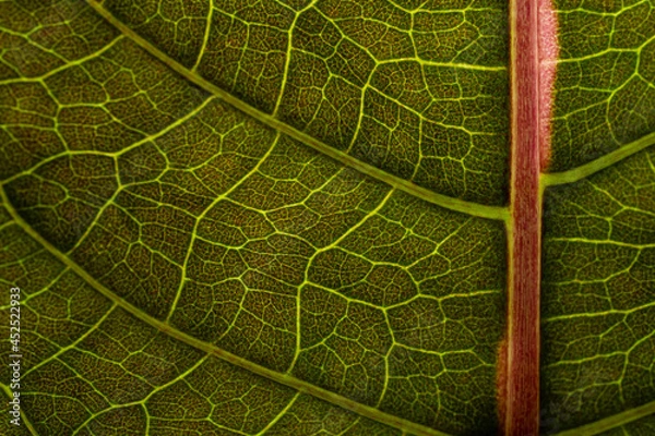 Obraz green leaf texture