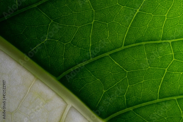 Obraz green leaf texture