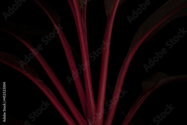 Obraz red background