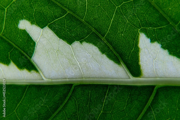 Obraz green leaf texture