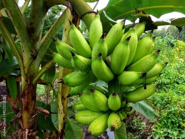 Fototapeta Banana fruit that is still young and still attached to the green stem