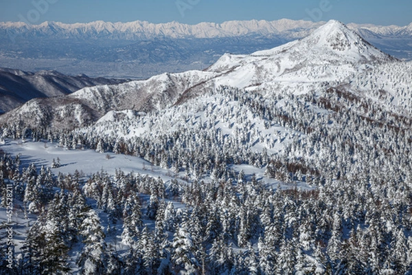 Obraz 冬晴れの志賀高原の針葉樹林と笠岳