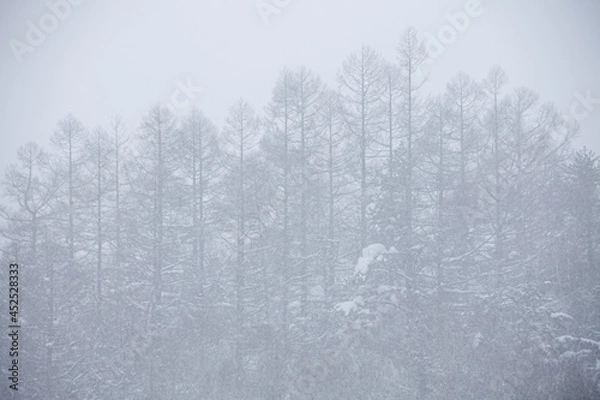Obraz 吹雪の森と整列するカラ松の木立