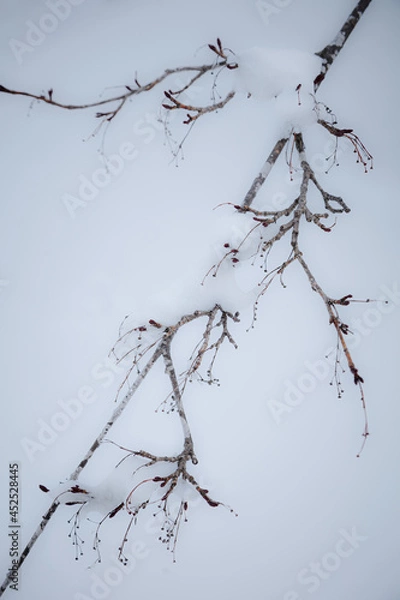 Obraz 高原の木々は冬の間も少しずつ新芽の準備をしている