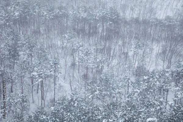 Obraz 針葉樹と落葉樹が混ざっている冬の森