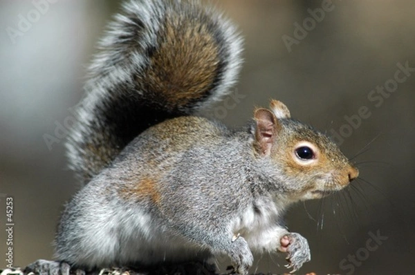 Fototapeta squirrel looking at you