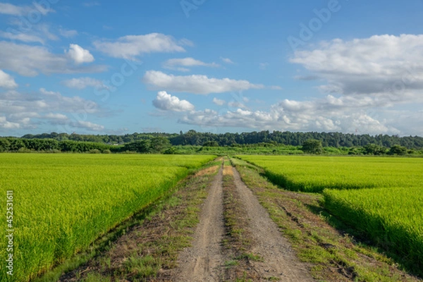 Fototapeta 田園風景