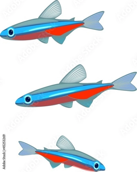 Obraz Cardinal tetra