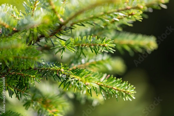 Fototapeta Silbertannen Nadeln Ast Makro Nah Details Äste Zweig Tannen Abies alba Nadelwald Schwarzwald Edeltanne Bäume Weihnachten Hintergrund grün Deutschland Baum Bäume Christbaum Fest Advent Licht Sonne