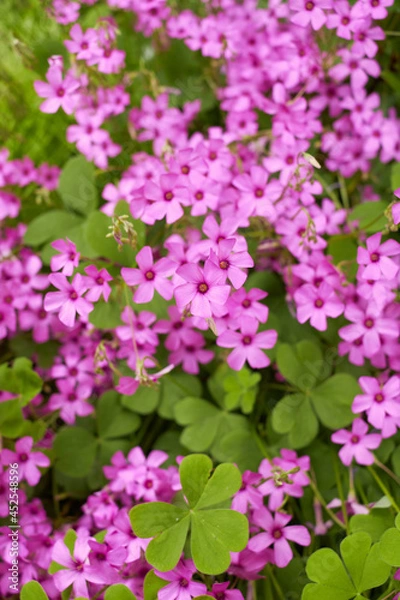 Obraz Oxalis articulata 