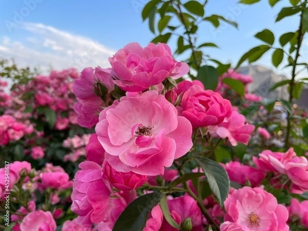 Obraz Pink roses on a blue sky background