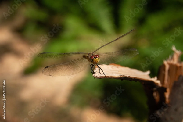 Obraz Close-up dragonfly on green background