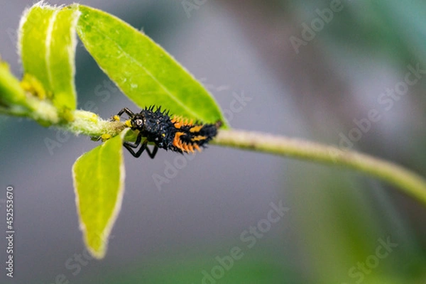 Fototapeta Ladybug larvae on a leaf