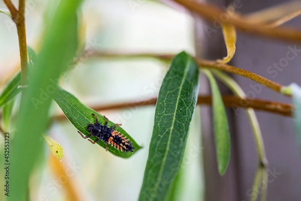 Fototapeta Ladybug larvae on a leaf