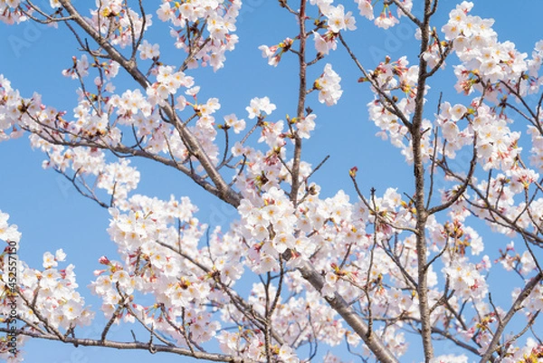 Fototapeta 桜の枝