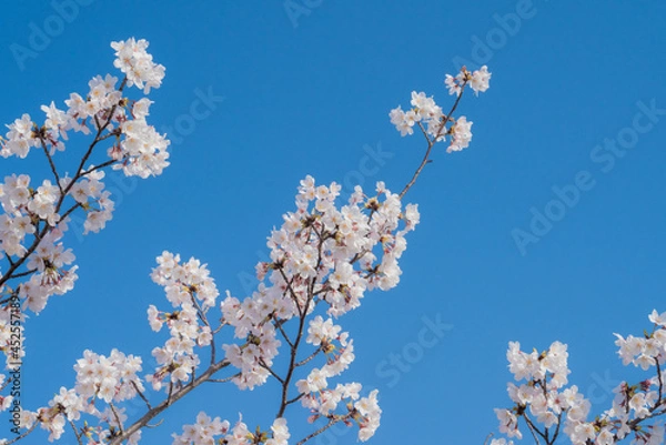 Fototapeta 桜の枝