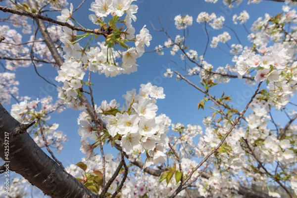 Fototapeta 早春のイメージ素材