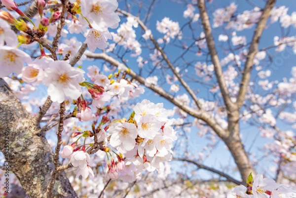 Obraz 満開の桜