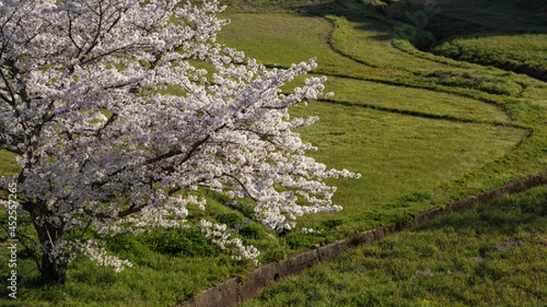 Fototapeta 田舎の春の風景