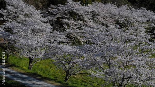 Fototapeta 春の田舎道