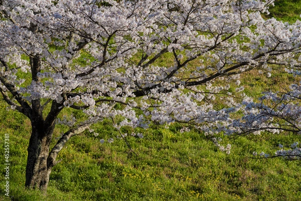 Fototapeta 桜の木