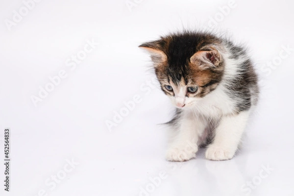 Obraz Gato pequeño mestizo 