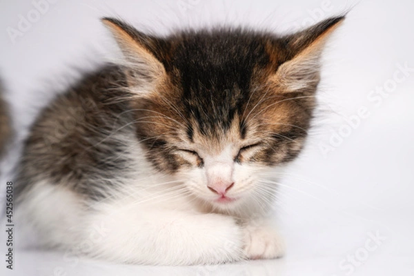 Obraz Gato pequeño mestizo 