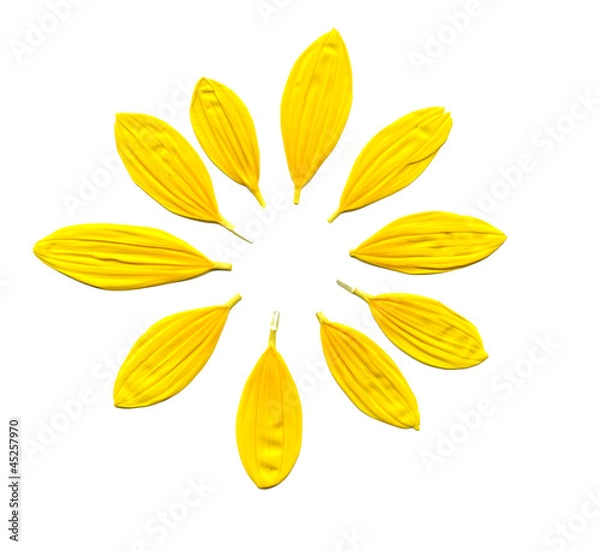 Fototapeta zeskanowany obraz płatków słonecznika