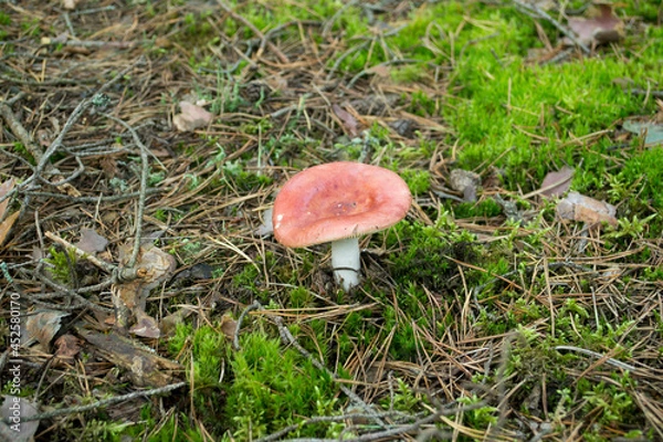 Obraz Red Russula  mushroom