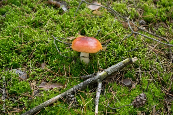 Obraz Red Russula  mushroom