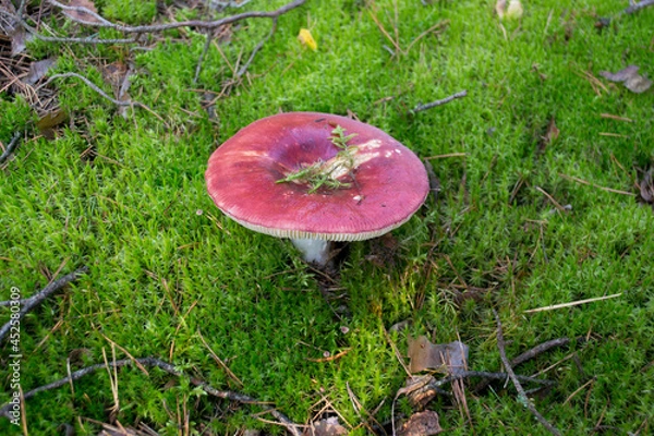 Obraz Red Russula  Mushroom