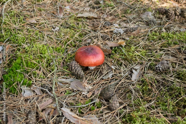 Obraz Red Russula Mushroom Growing in the Forest Moss