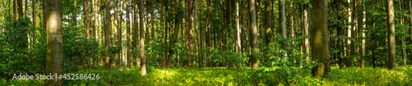 Fototapeta Part of forest in panoramic view during a summer evening