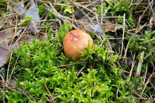 Obraz Red Russula  mushroom