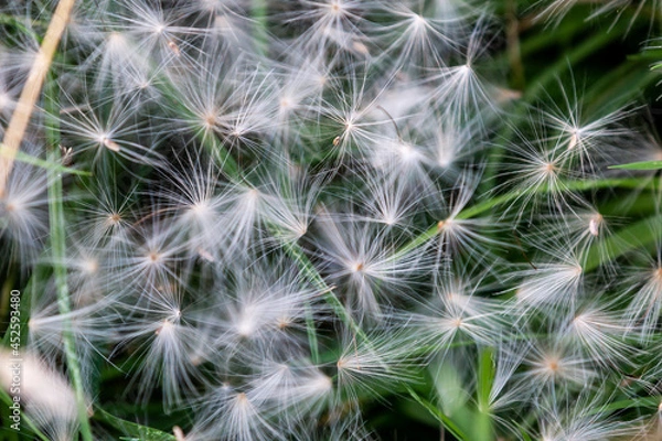 Fototapeta Looking down on Dandelion Seeds