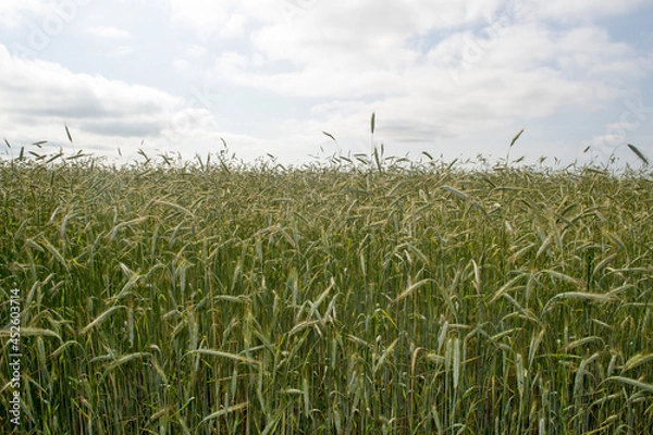 Obraz Rye field against the sky